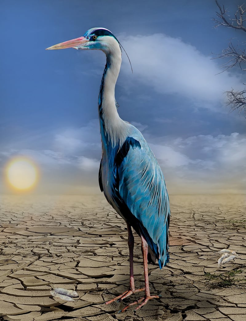 Climate Change Impact